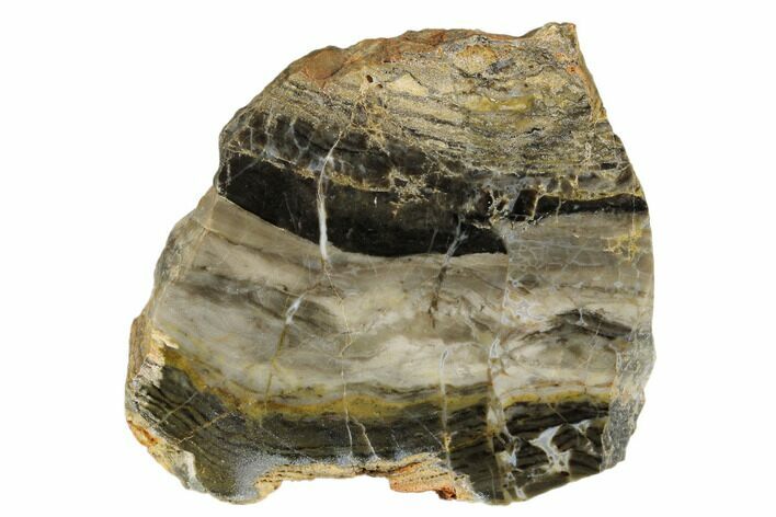 Polished Linella Avis Stromatolite - Million Years #180038